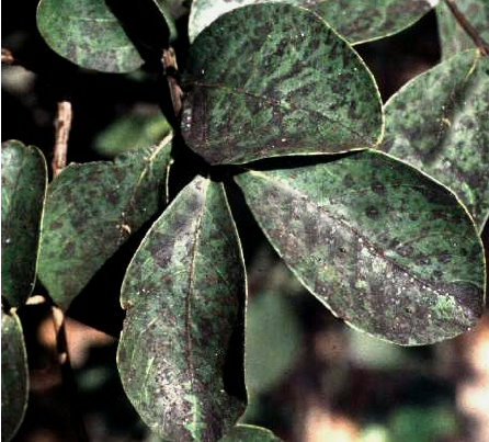Sooty Mold in Crape Myrtle Trees